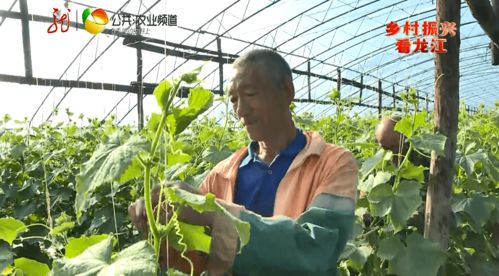 互聯(lián)網(wǎng)+本土新鮮蔬菜 送貨上門(mén)開(kāi)啟零售新篇章，助力增收致富